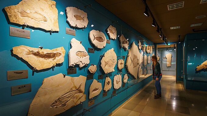 Eine Frau steht vor einer blauen Wand, die mit Fossilien von Fischen bedeckt ist. Die Fossilien sind in verschiedenen Größen und Formen angeordnet, einige mit erklärenden Tafeln darunter. (öffnet Vergrößerung des Bildes)